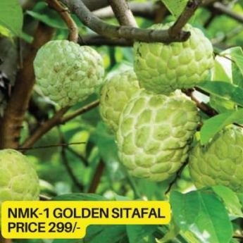 Nmk 1 Golden Custard Apple Plant