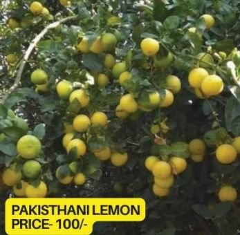 Pakistani Lemon Plant