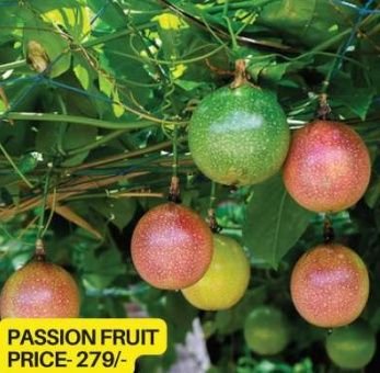 Passion Fruit Plant