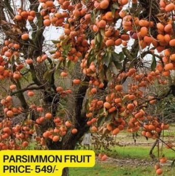Persimmon Fruit Plant
