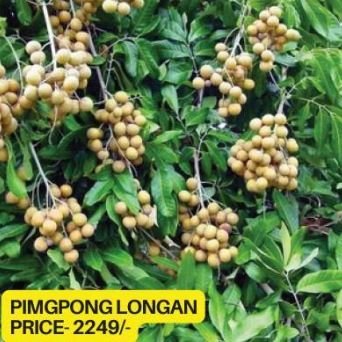 Ping Pong Longan Plant