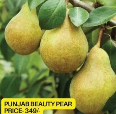 Punjab Beauty Pear Plant