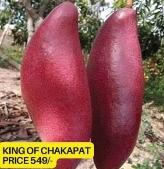Red King of Chakapat Mango Plant