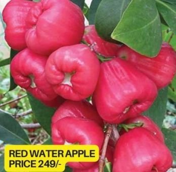 Red Water Apple Plant