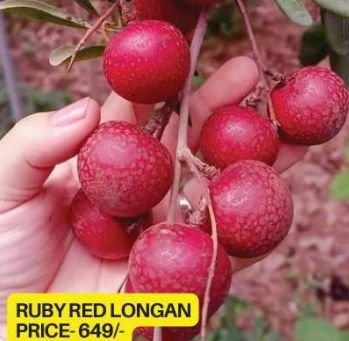 Ruby Red Longan Plant