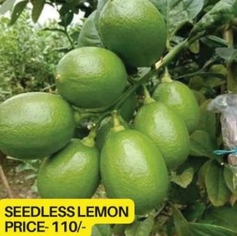 Seedless Lemon Plant