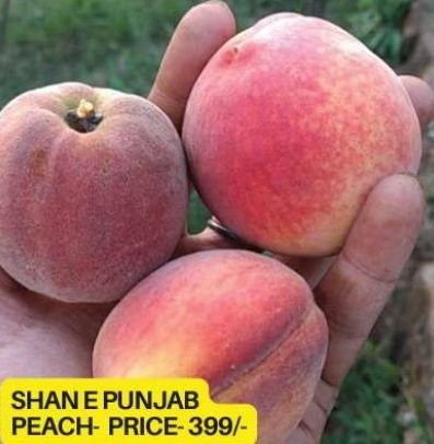 Shan E Punjab Peach Plant