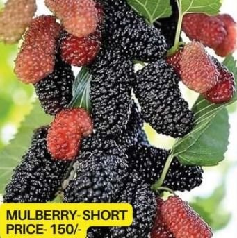 Short Mulberry Plant