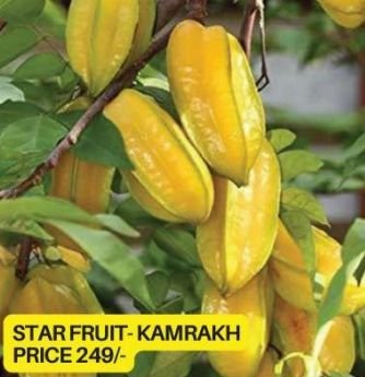 Starfruit Kamrakh Plant