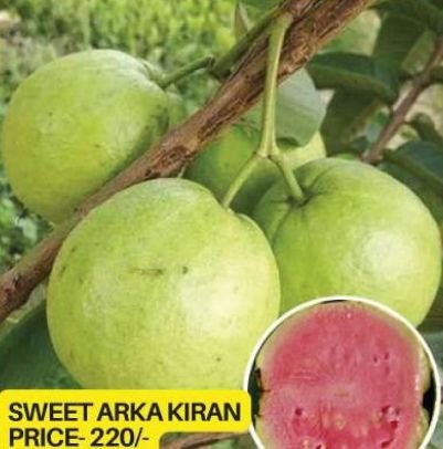Sweet Arka Kiran Guava Plant