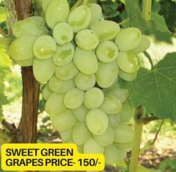 Sweet Green Grapes Plant