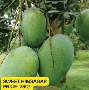 Sweet Himsagar Mango Plant