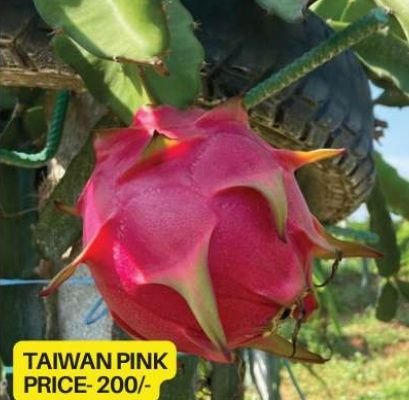 Dragon Fruit Plants