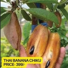 Chiku Plants