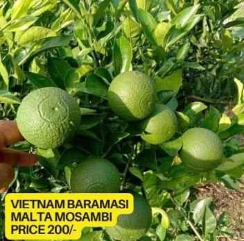 Vietnam Baramasi Malta Mosambi Plant