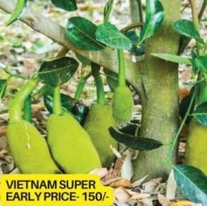 Vietnam Super Early Jackfruit Plant
