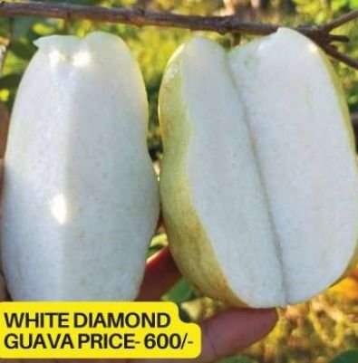 White Diamond Guava Plant