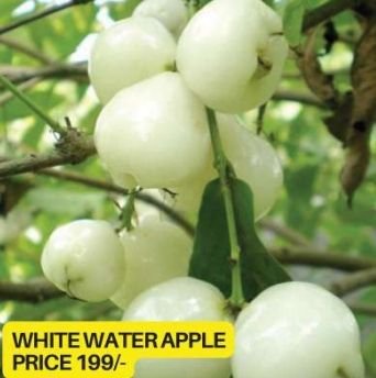 White Water Apple Plant