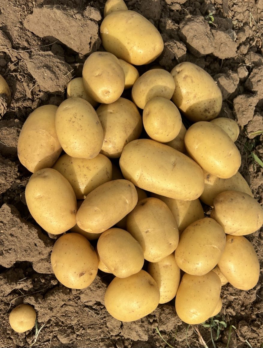 A Grade Colomba Potato