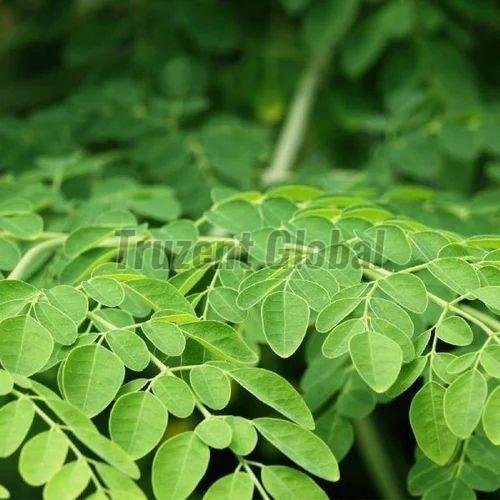 Fresh Moringa Leaves
