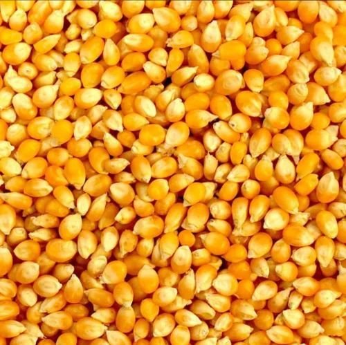 Natural Yellow Maize Seed
