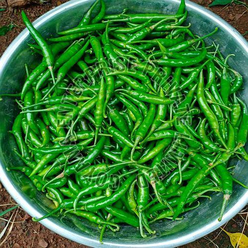 Fresh Spicy Green Chilli