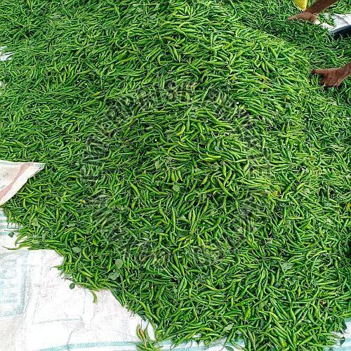 Indian Fresh Green Chilli