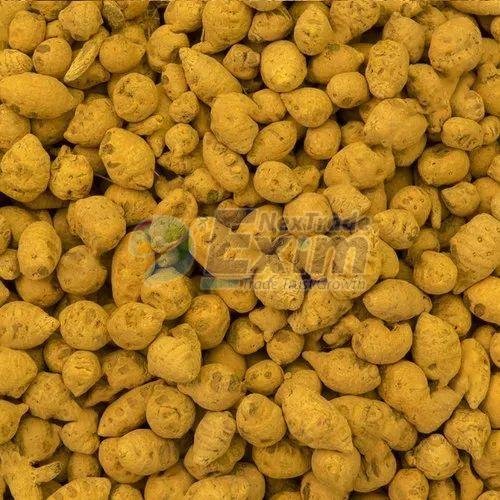 Double Polished Turmeric Bulb