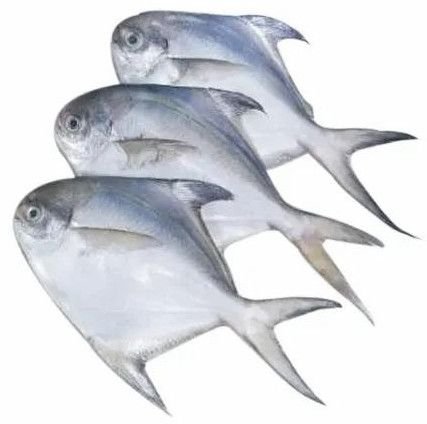 Fresh Pomfret Fish