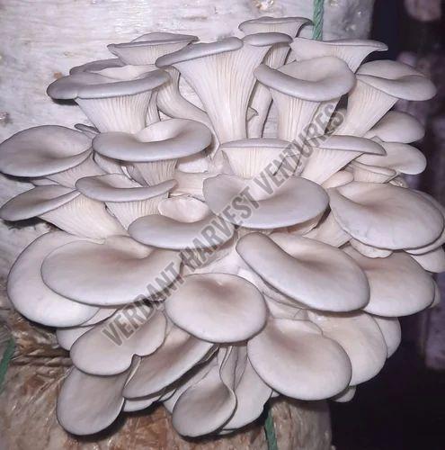 Fresh Oyster Mushroom