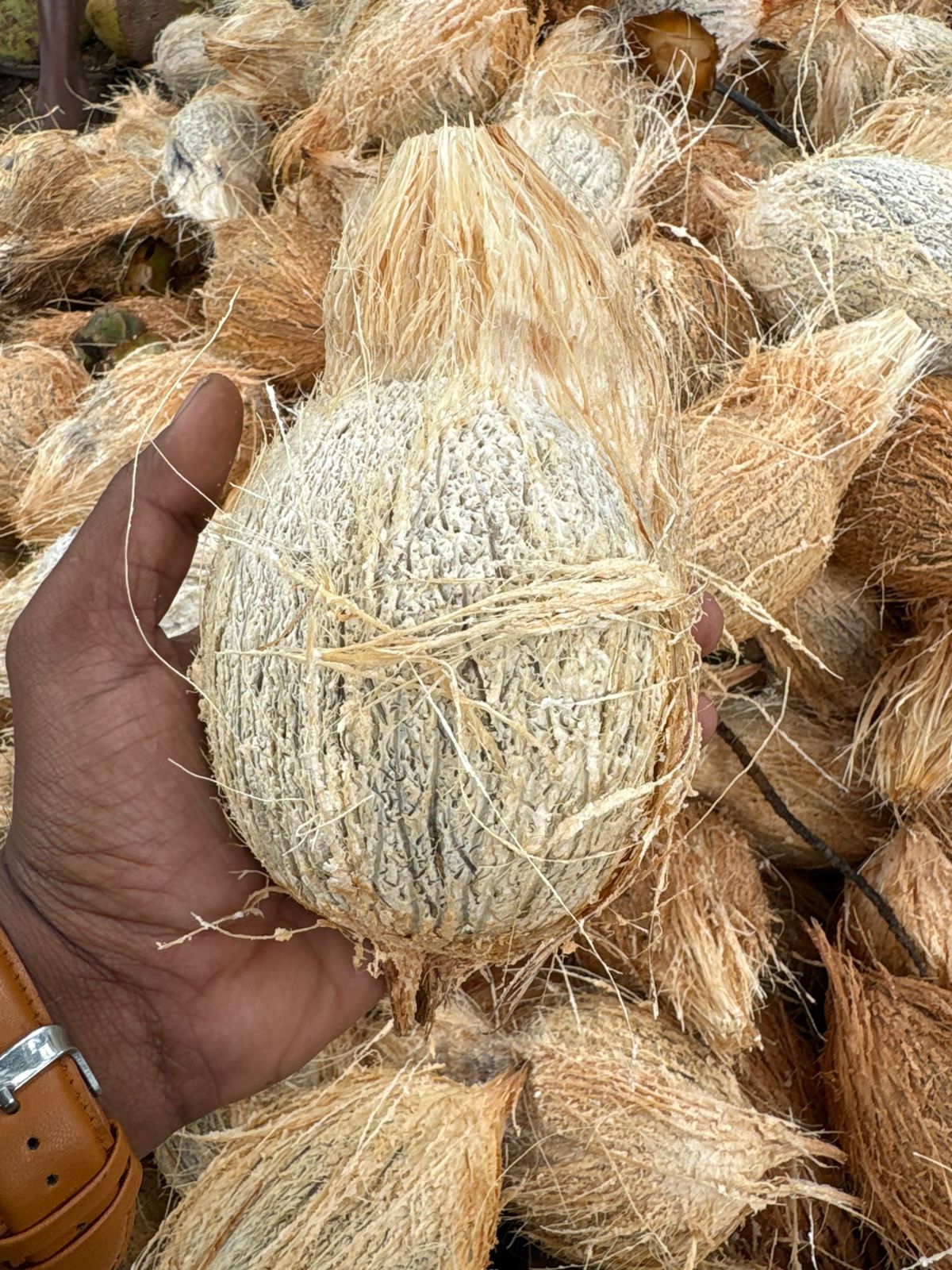 Brown Semi Husked Coconut