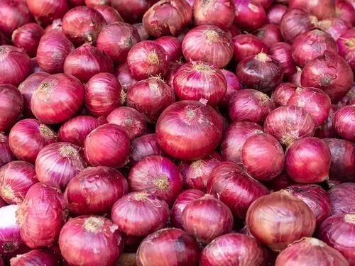 55mm A Grade Red Onion