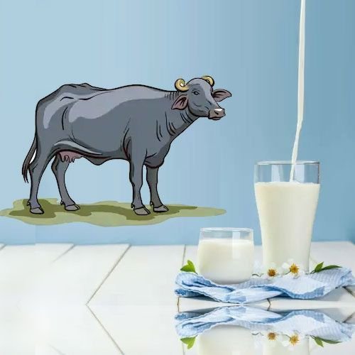 Fresh Buffalo Milk