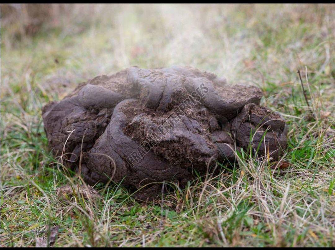 Wet Cow Dung