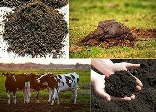 Organic Cow Dung Manure Organic Cow Dung Manure