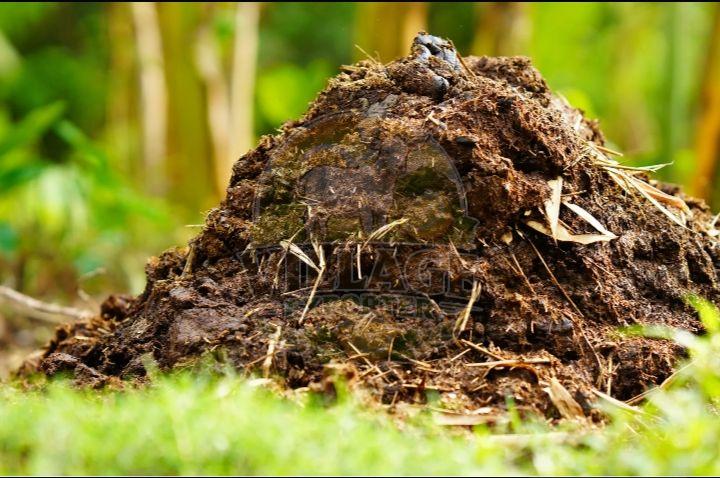 cow dung
