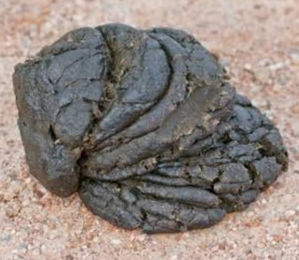 Fresh Cow Dung