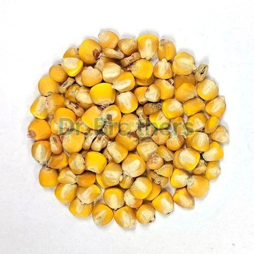 Dried Yellow Maize Seeds