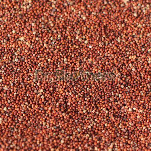 Finger Millet Seeds