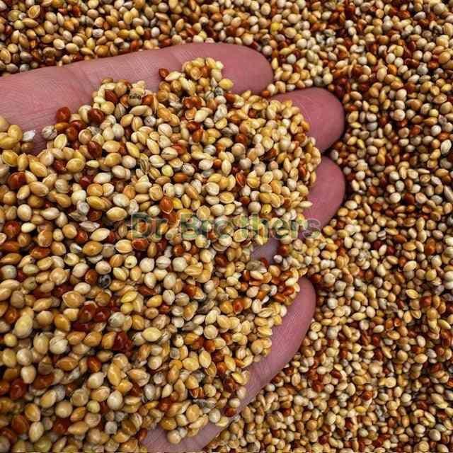 Mixed Millet Seeds