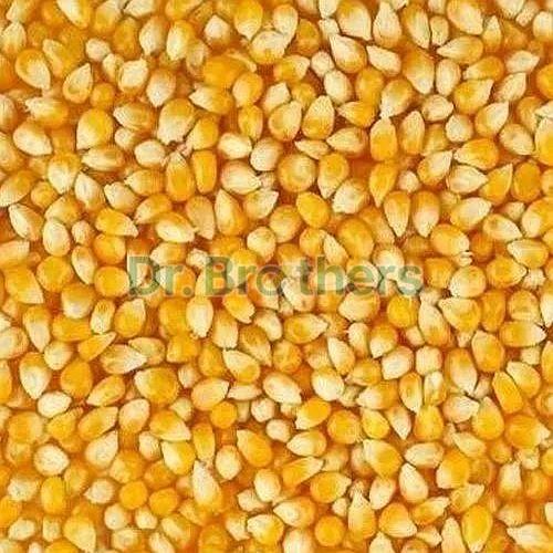Natural Yellow Maize Seeds