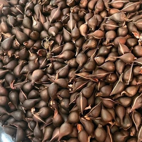 Agarwood Plant Seeds