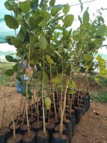 Red Sandalwood Plant