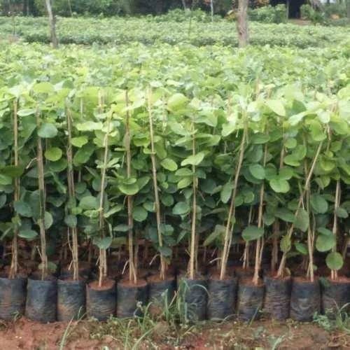 Sandalwood Plants