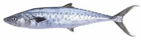 Surmai King Fish