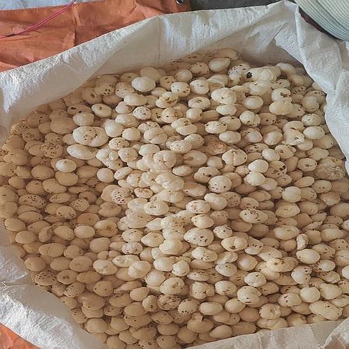 7 Suta Phool Makhana