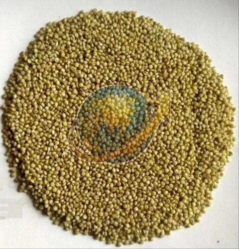Browntop Millet Seeds
