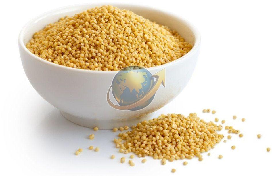 Foxtail Millet Seeds