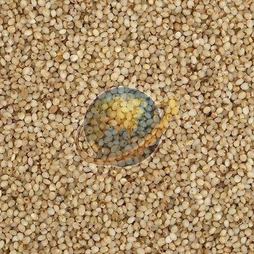 Little Millet Seeds