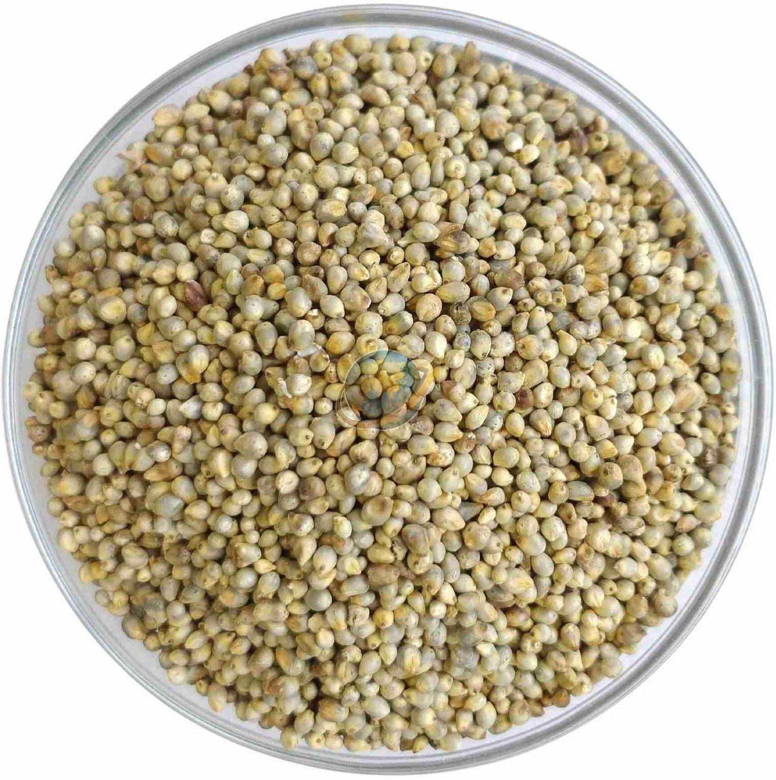 Pearl Millet Seeds